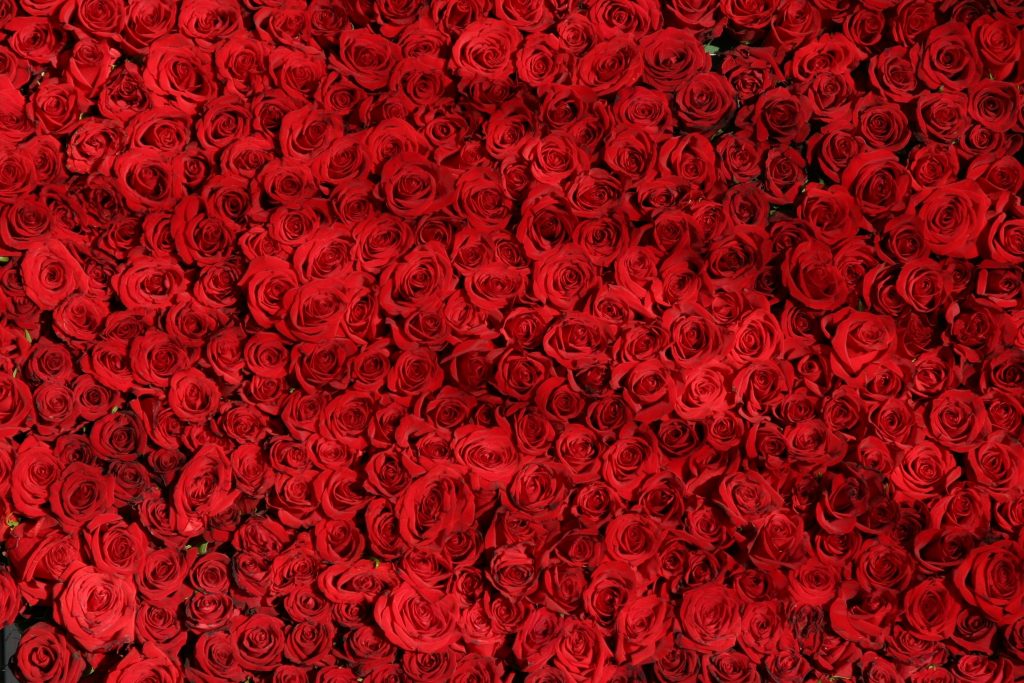 Roses Rose Box NYC PCN Loop Magazine Valentine Valentine's Day