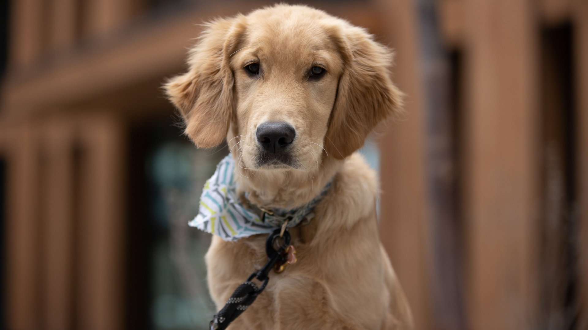Read more about the article 11 Best Pet-Friendly Hotels to Take Your Pup